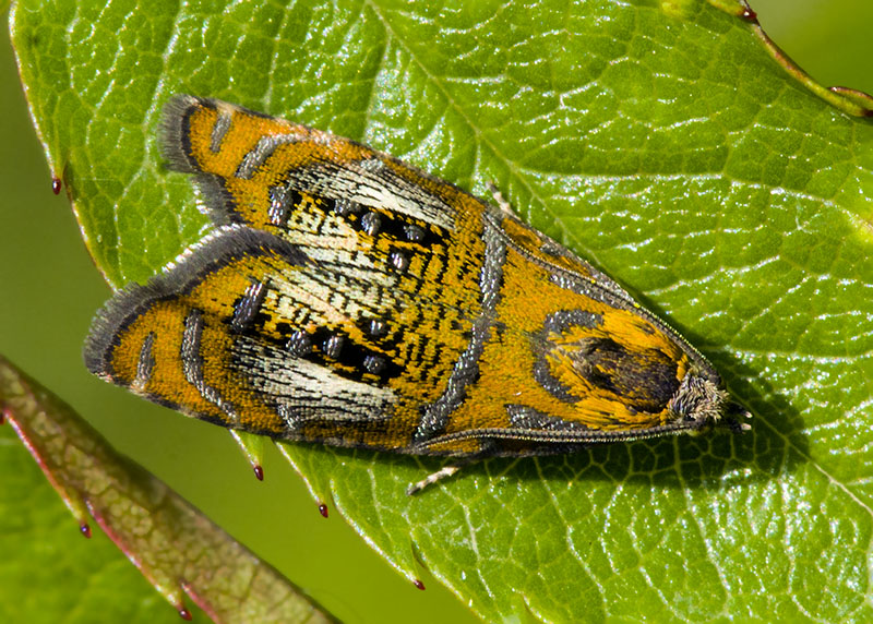 Olethreutes arcuella, Tortricidae